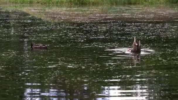 Dvě divoké kachny se vrhají do rybníka. Ponořte se do vody pro jídlo — Stock video