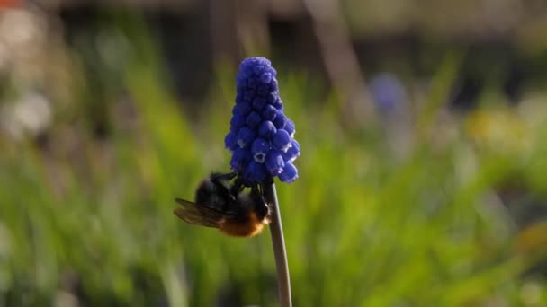 Bumblebee collects nectar from Muscari flower. — Stock Video