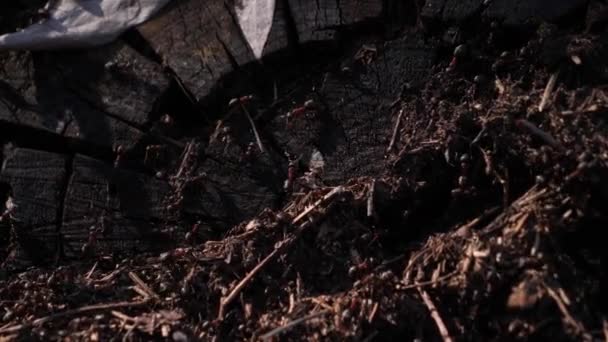 Muitas formigas rastejam ao longo de um tronco serrado. Imagem de close-up — Vídeo de Stock