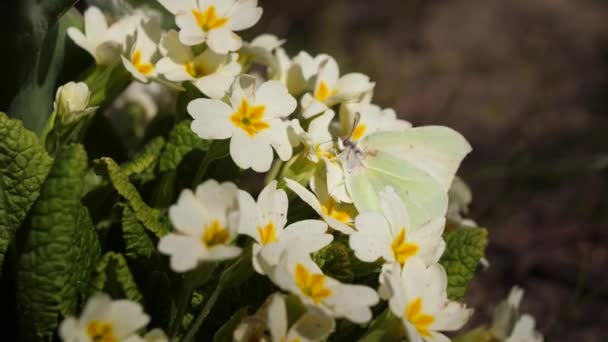 Borboleta Pieris brassicae senta-se em uma flor branca e bebe néctar . — Vídeo de Stock