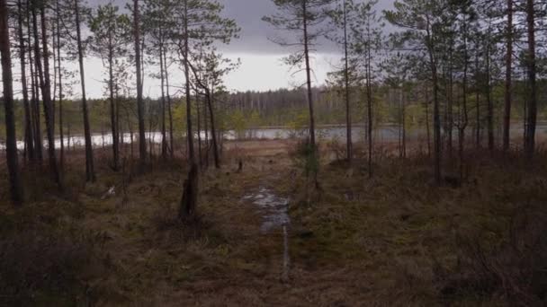 Swamp in the forest near the lake. — Stock Video