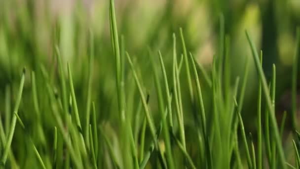 L'herbe verte brillante oscille dans le vent. Gros plan d'une pelouse .