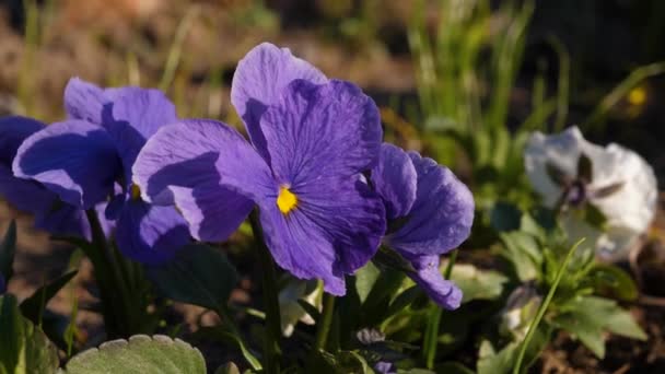 Wittrock flores violetas balançar ligeiramente no vento . — Vídeo de Stock