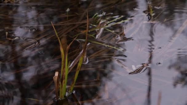 L'herbe pousse dans l'eau. La pluie coule sur une flaque .