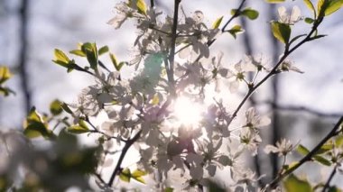 Güneş çiçek açan elma ağacının içinden parlıyor..