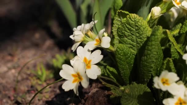 Primrose flowers in a country garden. Close up shot. — Stock Video