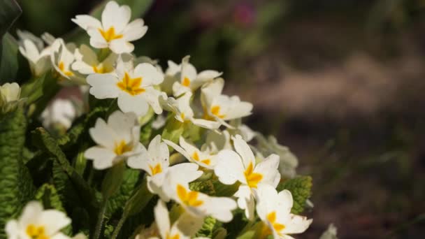 Primrose flowers in a country garden. Close up shot. — Stock Video
