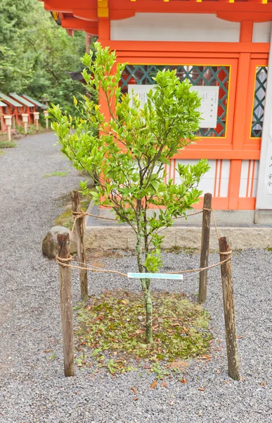 Цитрусовое дерево тачибана в Удзи Синто в Удзи в Удзи, Япония — стоковое фото