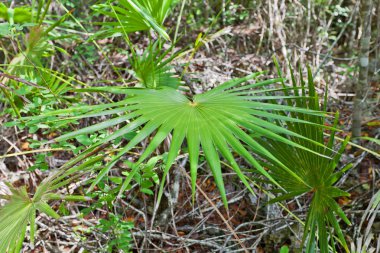 Boğa Thatch mastik iz, Grand Cayman Adaları'ndaki bırakır