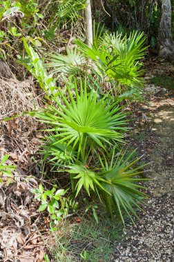 Boğa Thatch mastik iz, Grand Cayman Adaları'ndaki bırakır