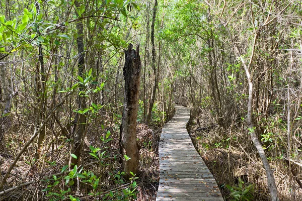 Boardwalk parte do Mastic Trail, Grand Cayman Island Imagem De Stock