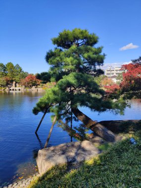 Nagoya, Japonya - 20 Kasım 2019: Sonbaharda Nagoya 'nın Tokugawaen bahçesindeki Ryusenko Gölü yakınlarında çam ağacı. Bahçe 1695 yılında Tokugawa Mitsutomo için inşa edildi, 1945 'te yıkıldı, 2004' te yeniden açıldı.