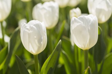 Güzel bahar Büyükelçi