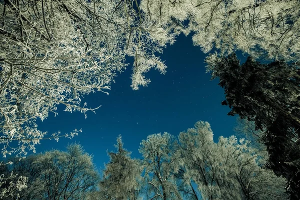 Invierno, bosque blanco, árboles de acero diurnos y nocturnos — Foto de Stock