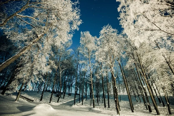 Invierno, bosque blanco, árboles de acero diurnos y nocturnos — Foto de Stock