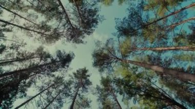 Stedicam, çam ağaçları ile yukarı doğru hareketiyle ormandaki ağaçlar görünümünü