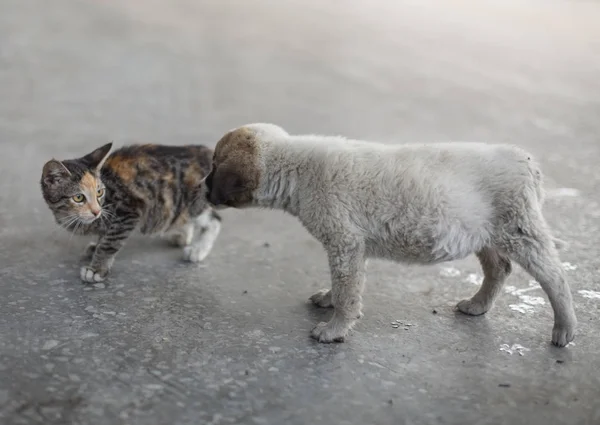 Kotek i szczeniak na ulicy letni dzień gry — Zdjęcie stockowe