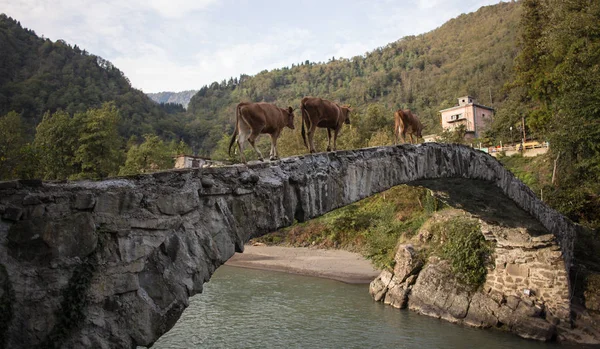 Brown cows walking on bridge road in the Georgian village