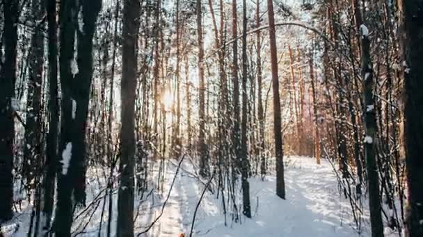 Зимний снежный лес с красными солнечными огнями на деревьях — стоковое видео