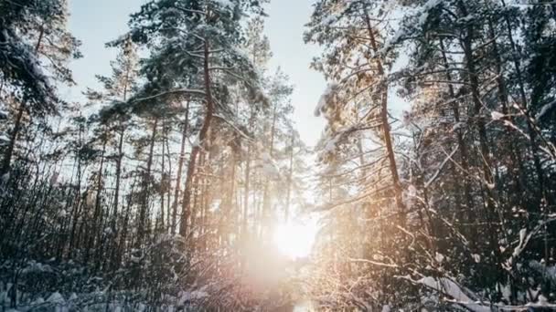 Floresta de neve de inverno com luzes vermelhas ensolaradas nas árvores — Vídeo de Stock