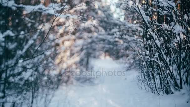 Floresta de neve de inverno com luzes vermelhas ensolaradas nas árvores — Vídeo de Stock