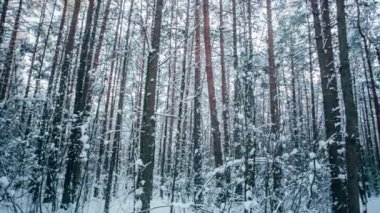 Kış kar Orman ağaçları içinde güneşli kırmızı ışıklar ile