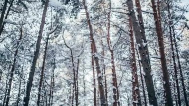 Kış kar Orman ağaçları içinde güneşli kırmızı ışıklar ile