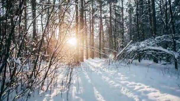 Bosque de nieve de invierno con luces rojas y soleadas en los árboles — Vídeos de Stock