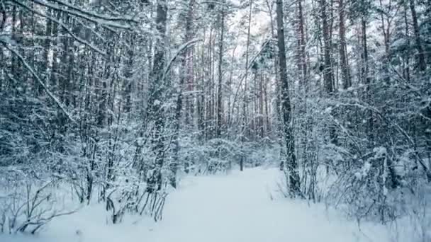 Bosque de nieve de invierno con luces rojas y soleadas en los árboles — Vídeos de Stock