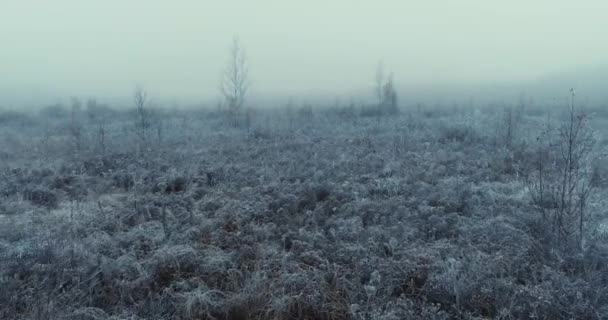 Frozen hiver nature drone vol plantes étonnantes avec de la neige — Video