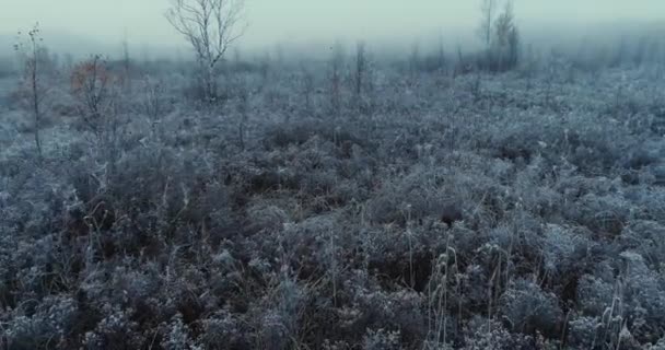 Заморожені зимові природи безпілотник політ дивовижні рослини зі снігом — стокове відео
