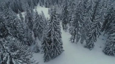 Kış kar çam ormanı drone uçuş dağlarda
