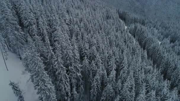 Winter sneeuw pine forest drone vlucht in Bergen — Stockvideo