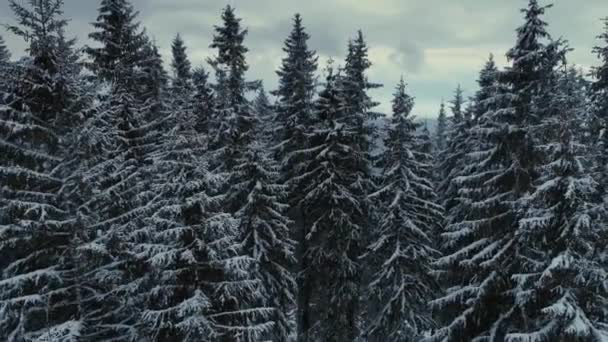 Inverno foresta di pini neve drone volo in montagna — Video Stock