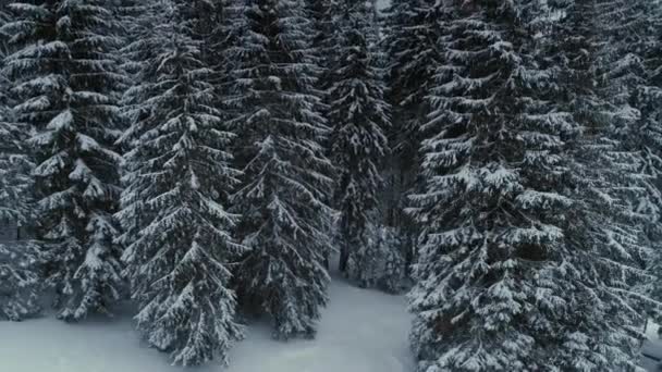 Inverno neve pinhal floresta drone voo nas montanhas — Vídeo de Stock