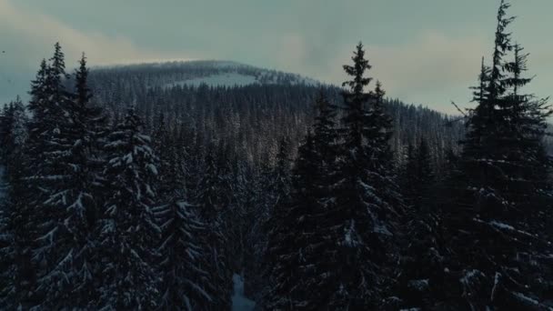 겨울 눈 소나무 숲 일출 비행 산에 무인 비행기 — 비디오