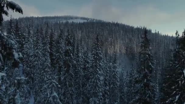 Winter Schnee Kiefernwald Sonnenaufgang Drohnenflug in den Bergen — Stockvideo