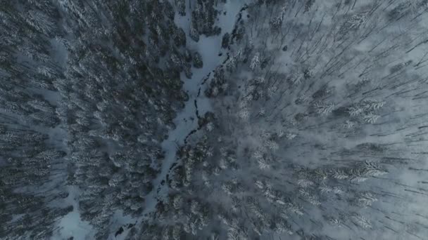 Winter snow pine forest drone flight in mountains — Stock Video