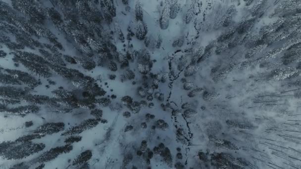 Winter snow pine forest drone flight in mountains — Stock Video