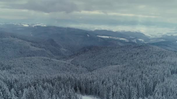 Zima śnieg sosnowego lasu drone lotu w górach — Wideo stockowe