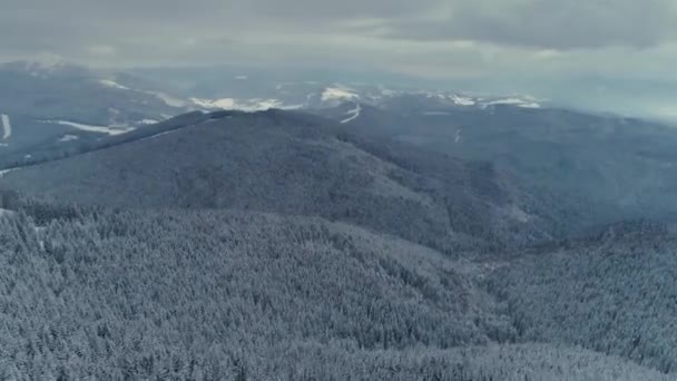 Inverno foresta di pini neve drone volo in montagna — Video Stock