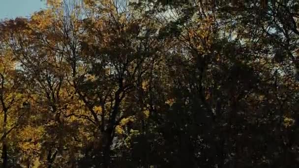 Рейс дронов осеннего желтого дерева — стоковое видео