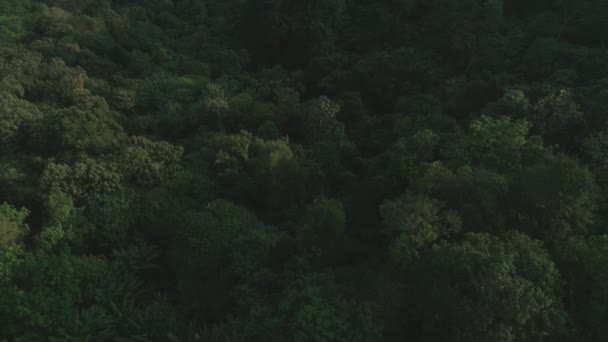 Tropical Thai jungles drone flight, wild nature tree and palm — Stock Video