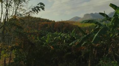 Tropikal Tayland ormanlarda günbatımı drone uçuş, vahşi dağlar doğa ağaç ve palm cheo lan uzun park