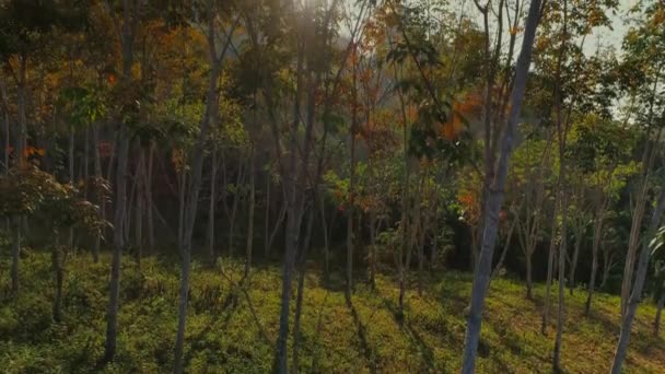 タイの熱帯ジャングル日没無人飛行、野生の山自然の木やヤシ チェオ lan 長い公園 — ストック動画