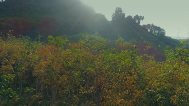 Letu slunce dron tropické thajské džungle, divoké hory přírodní strom a palm cheo lan dlouhý park — Stock video
