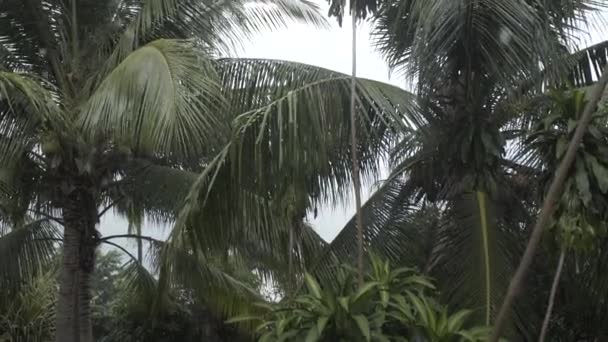 Tropical floresta tropical árvore palmeiras hora de verão Thai Tailândia floresta tropical, natural, ao ar livre, água — Vídeo de Stock