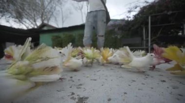 Renk güvercin kuşları Hayvanat Bahçesi tasarımı, sinek, güvercin, sembol, kanat, arka plan