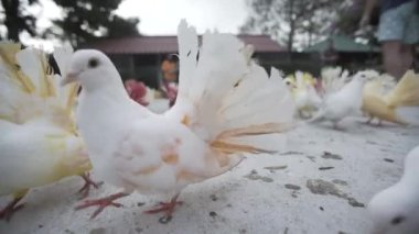 Renk güvercin kuşları Hayvanat Bahçesi tasarımı, sinek, güvercin, sembol, kanat, arka plan