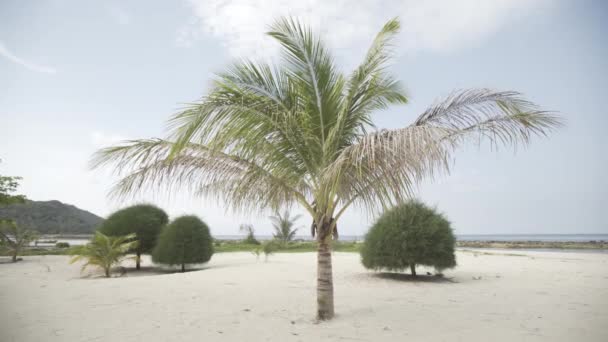 Rajska plaża z palmami Tajlandia czas letni biały piasek laguny morze Azji — Wideo stockowe